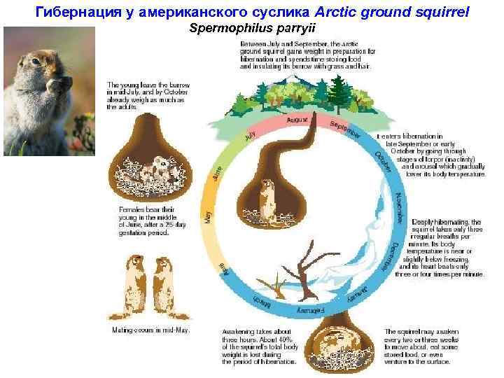 Гибернация у американского суслика Arctic ground squirrel Spermophilus parryii 