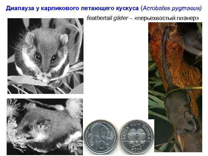 Диапауза у карликового летающего кускуса (Acrobates pygmaeus) feathertail glider – «перьехвостый планер» 