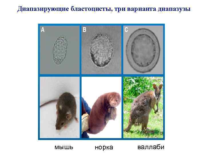 Диапазирующие бластоцисты, три варианта диапазузы мышь норка валлаби 