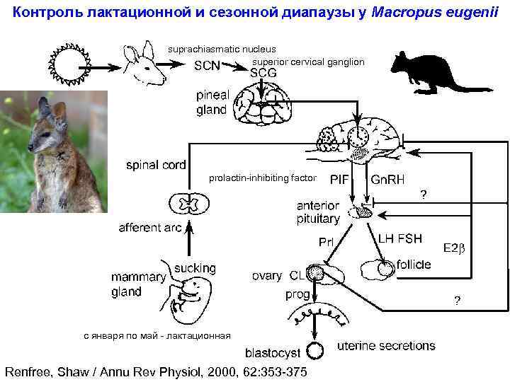 Контроль лактационной и сезонной диапаузы у Macropus eugenii suprachiasmatic nucleus superior cervical ganglion prolactin-inhibiting