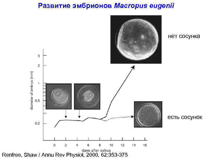 Развитие эмбрионов Macropus eugenii нет сосунка есть сосунок Renfree, Shaw / Annu Rev Physiol,