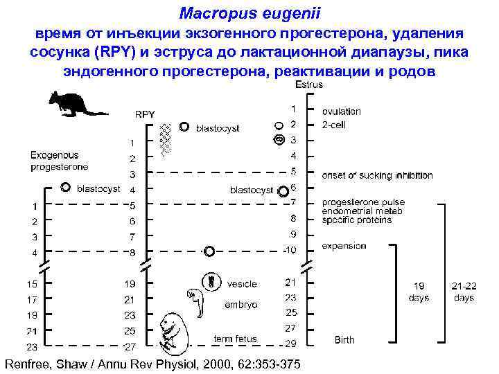 Macropus eugenii время от инъекции экзогенного прогестерона, удаления сосунка (RPY) и эструса до лактационной