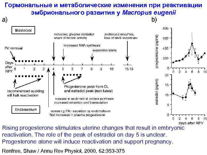 Гормональные и метаболические изменения при реактивации эмбрионального развития у Macropus eugenii Rising progesterone stimulates