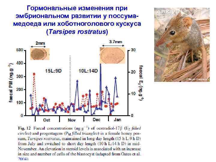 Гормональные изменения при эмбриональном развитии у поссумамедоеда или хоботноголового кускуса (Tarsipes rostratus) 