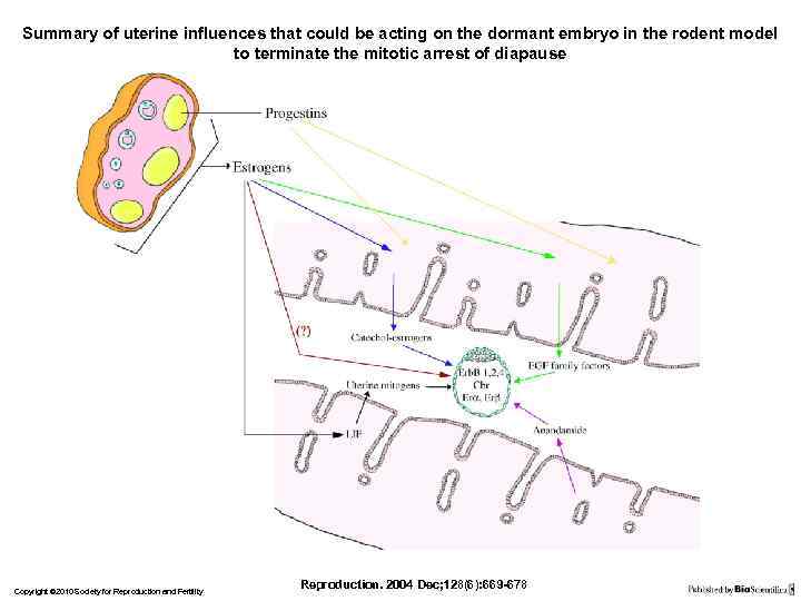 Summary of uterine influences that could be acting on the dormant embryo in the