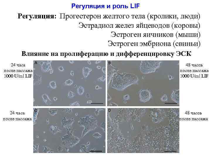 Регуляция и роль LIF Регуляция: Прогестерон желтого тела (кролики, люди) Эстрадиол желез яйцеводов (коровы)