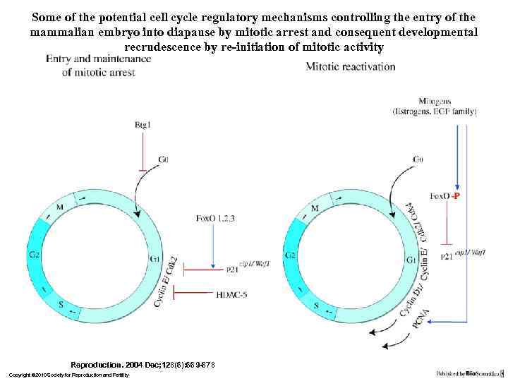 Some of the potential cell cycle regulatory mechanisms controlling the entry of the mammalian
