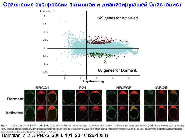 Сравнение экспрессии активной и диапазирующей бластоцист Hamatani et al. / PNAS, 2004, 101, 28: