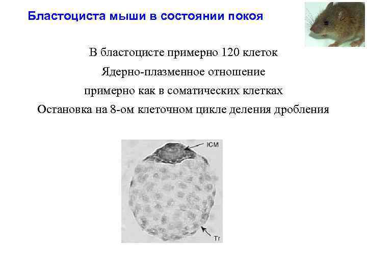 Бластоциста мыши в состоянии покоя В бластоцисте примерно 120 клеток Ядерно-плазменное отношение примерно как