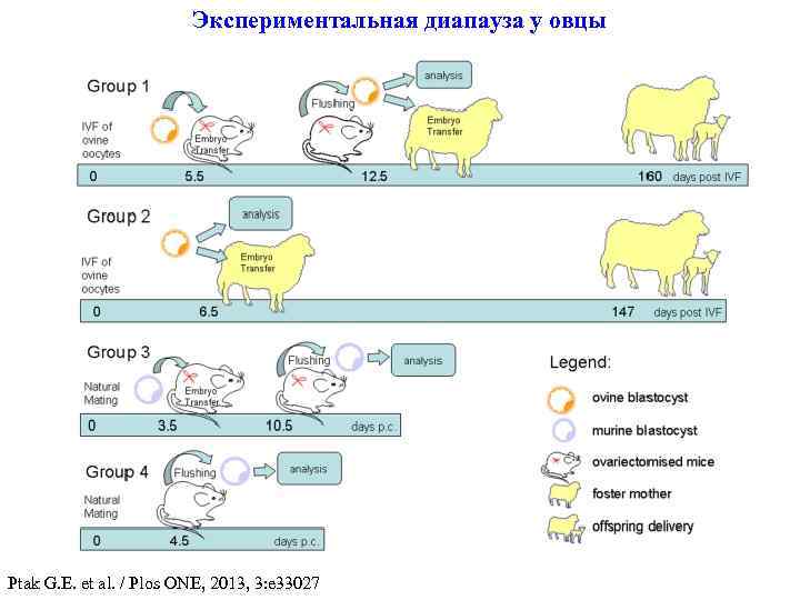 Экспериментальная диапауза у овцы Ptak G. E. et al. / Plos ONE, 2013, 3: