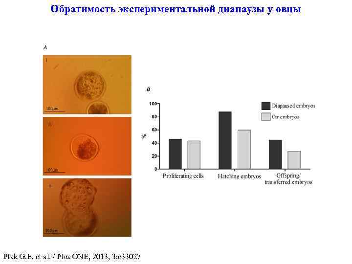Обратимость экспериментальной диапаузы у овцы Ptak G. E. et al. / Plos ONE, 2013,