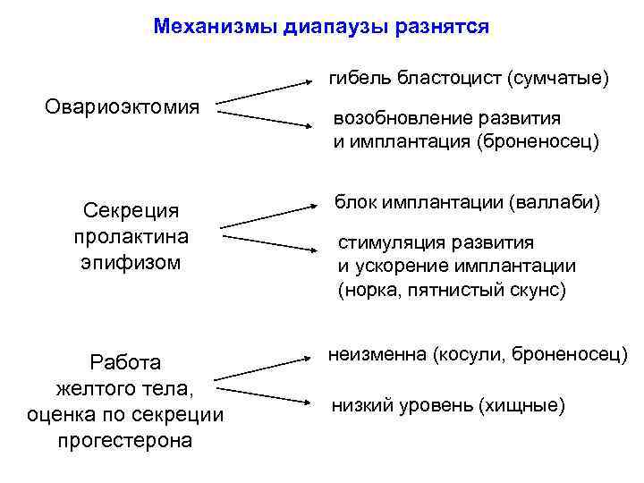 Механизмы диапаузы разнятся гибель бластоцист (сумчатые) Овариоэктомия Секреция пролактина эпифизом Работа желтого тела, оценка