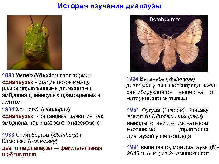 История изучения диапаузы Bombyx mori 1893 Уилер (Wheeler) ввел термин «диапауза» - стадия покоя