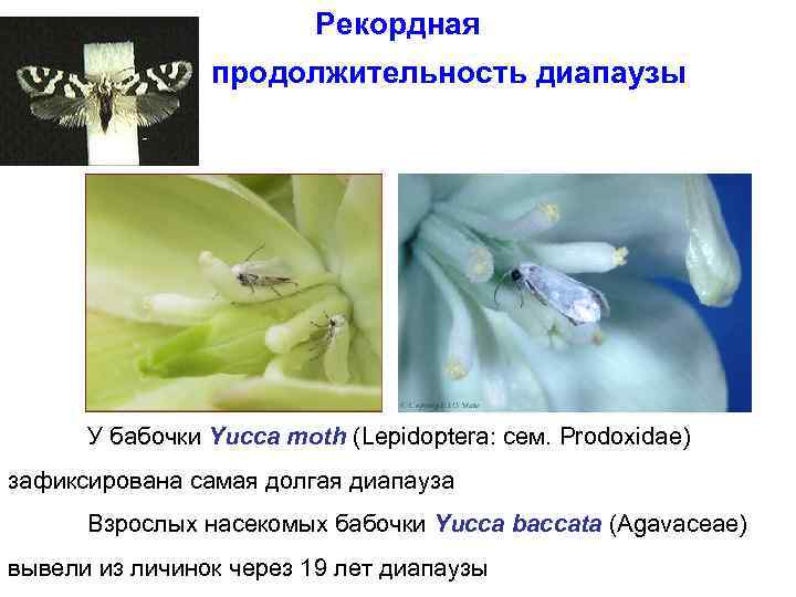 Рекордная продолжительность диапаузы У бабочки Yucca moth (Lepidoptera: сем. Prodoxidae) зафиксирована самая долгая диапауза
