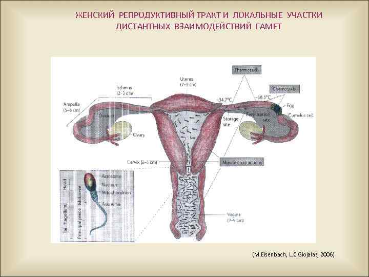 ЖЕНСКИЙ РЕПРОДУКТИВНЫЙ ТРАКТ И ЛОКАЛЬНЫЕ УЧАСТКИ ДИСТАНТНЫХ ВЗАИМОДЕЙСТВИЙ ГАМЕТ (M. Eisenbach, L. C. Giojalas,