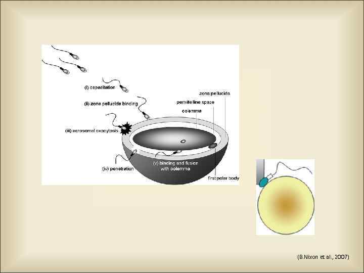 (B. Nixon et al. , 2007) 