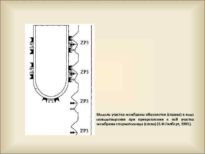 Модель участка мембраны яйцеклетки (справа) в ходе оплодотворения прикреплении к ней участка мембраны сперматозоида