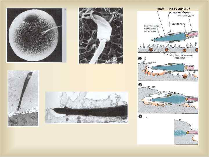 ядро Экваториальный домен мембраны 