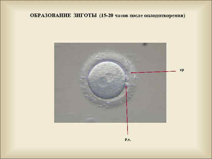 ОБРАЗОВАНИЕ ЗИГОТЫ (15 -20 часов после оплодотворения) zp Р. т. 