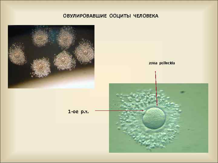 В растущих ооцитах большинства животных. Ооцит 2. Ооцит кумулюсный комплекс. Zona pellucida яйцеклетки. Ооцит 1 порядка.