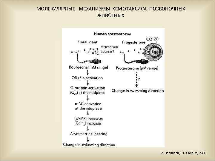 МОЛЕКУЛЯРНЫЕ МЕХАНИЗМЫ ХЕМОТАКСИСА ПОЗВОНОЧНЫХ ЖИВОТНЫХ M. Eisenbach, L. C. Giojalas, 2006 