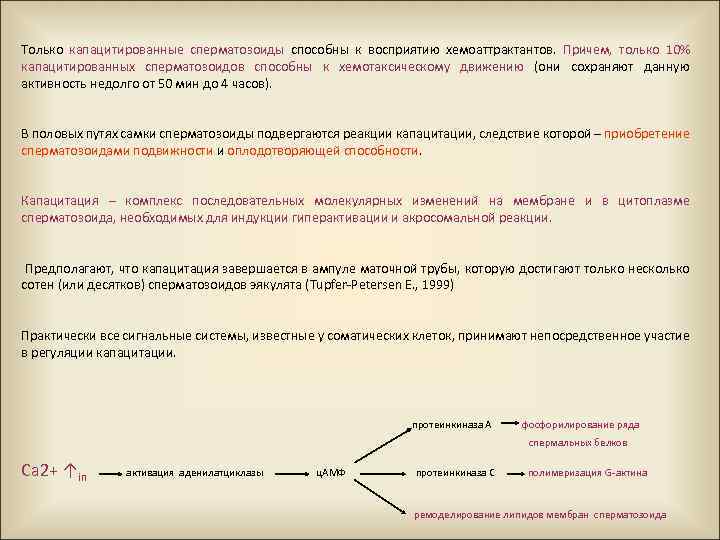 Только капацитированные сперматозоиды способны к восприятию хемоаттрактантов. Причем, только 10% капацитированных сперматозоидов способны к