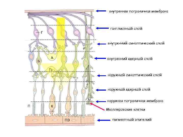 внутренняя пограничная мембрана ганглиозный слой внутренний синаптический слой внутренний ядерный слой наружный синаптический слой