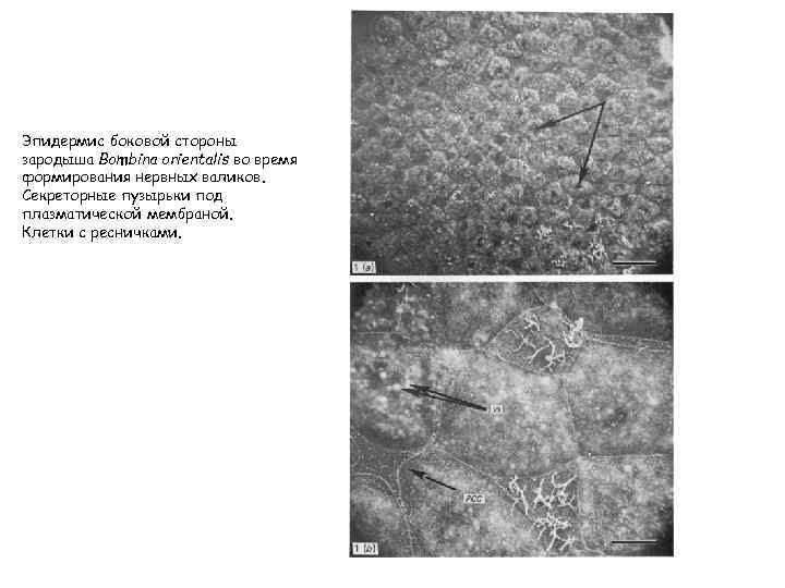 Эпидермис боковой стороны зародыша Bombina orientalis во время формирования нервных валиков. Секреторные пузырьки под