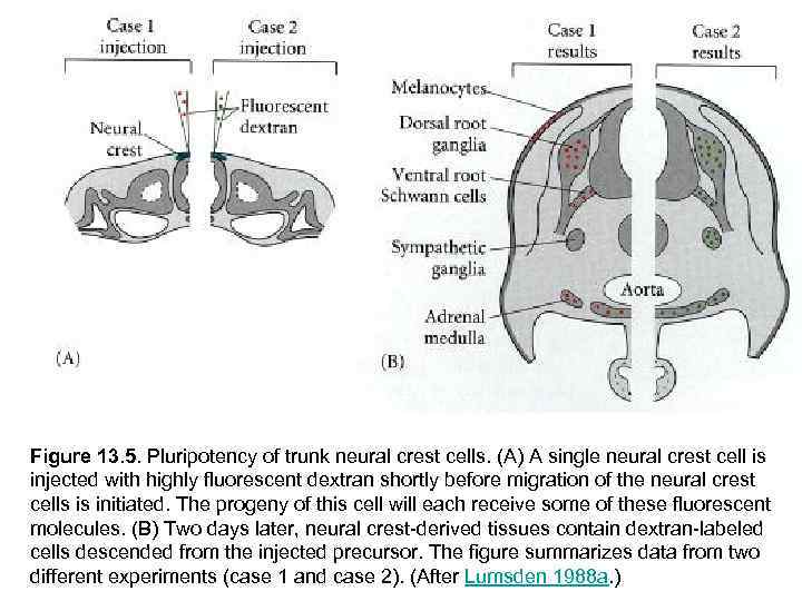 Figure 13. 5. Pluripotency of trunk neural crest cells. (A) A single neural crest