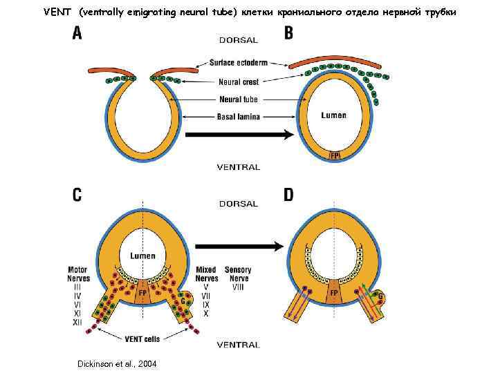 VENT (ventrally emigrating neural tube) клетки краниального отдела нервной трубки Dickinson et al. ,