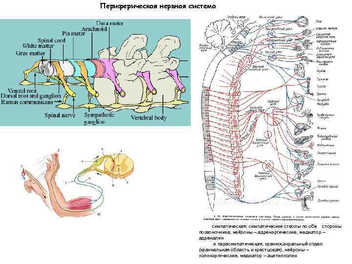 Периферическая нервная система симпатическая: симпатические стволы по обе стороны позвоночника, нейроны – адренэргические, медиатор