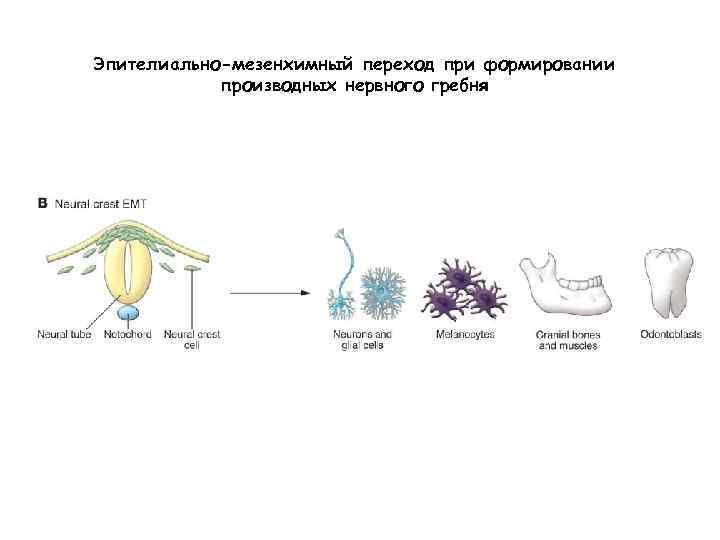 Эпителиально-мезенхимный переход при формировании производных нервного гребня 