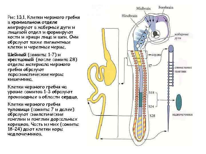 Рис 13. 1. Клетки нервного гребня в краниальном отделе мигрируют в жаберные дуги и