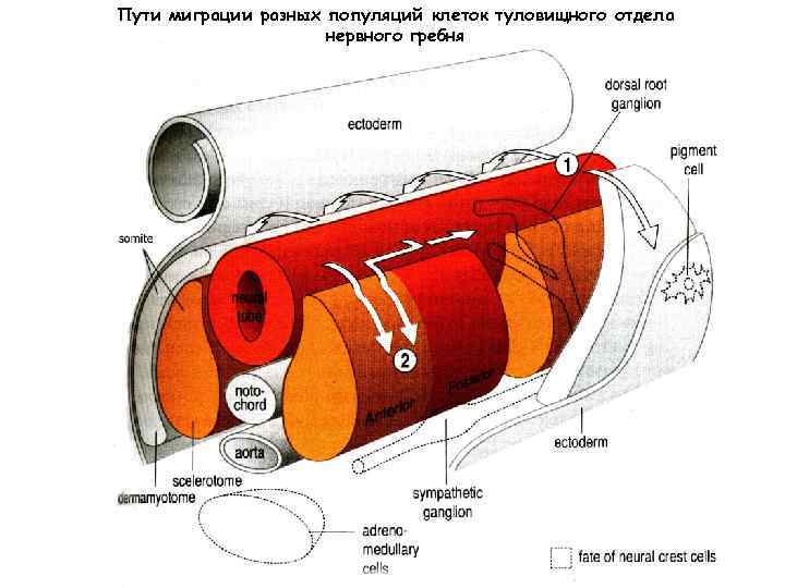 Пути миграции разных популяций клеток туловищного отдела нервного гребня 