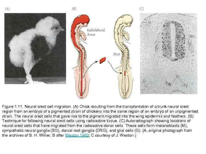 Figure 1. 11. Neural crest cell migration. (A) Chick resulting from the transplantation of