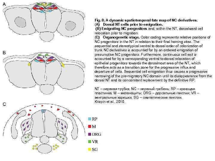 Fig. 8. A dynamic spatiotemporal fate map of NC derivatives. (A) Dorsal NT cells