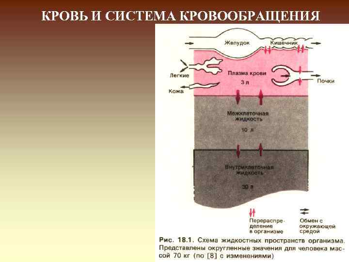 КРОВЬ И СИСТЕМА КРОВООБРАЩЕНИЯ 