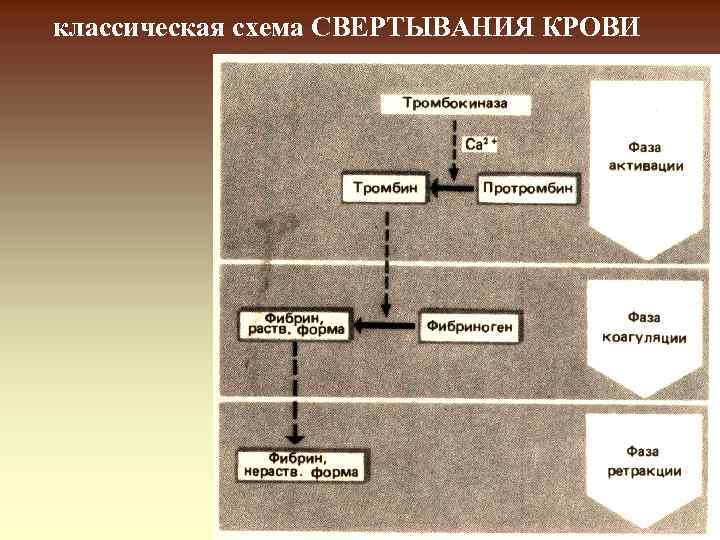 классическая схема СВЕРТЫВАНИЯ КРОВИ 