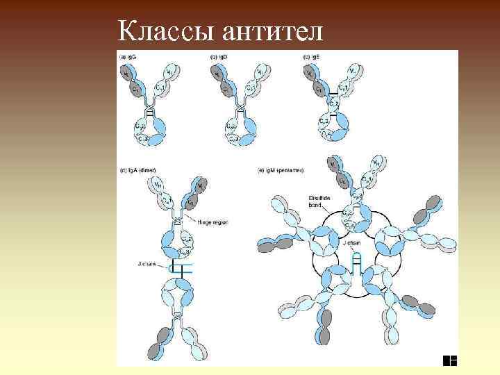 Классы антител 