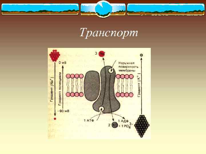 Транспорт 