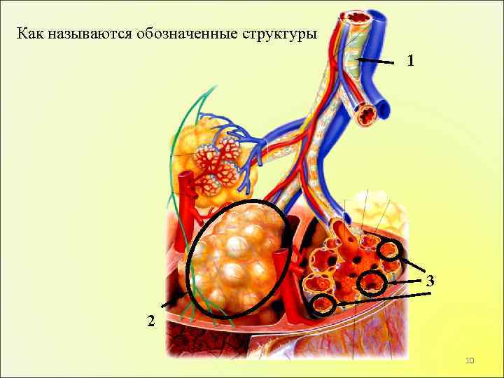 Как называются обозначенные структуры 1 3 2 10 