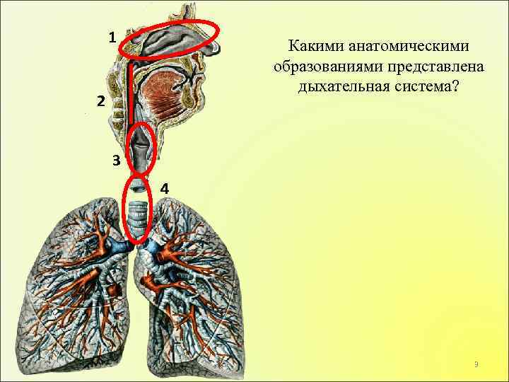 1 Какими анатомическими образованиями представлена дыхательная система? 2 3 4 3 