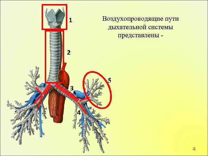 Воздухопроводящие пути дыхательной системы представлены - 1 2 5 3 4 4 