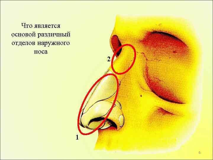 Что является основой различный отделов наружного носа 2 1 6 