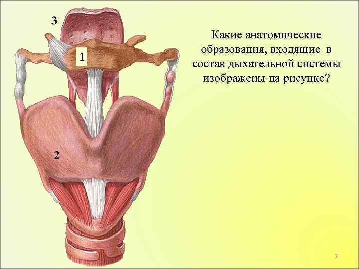 3 1 Какие анатомические образования, входящие в состав дыхательной системы изображены на рисунке? 2