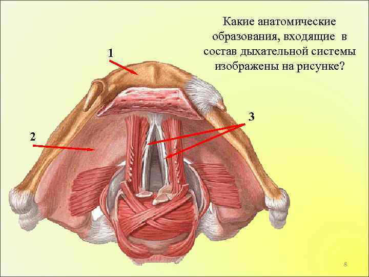 Анатомические образования