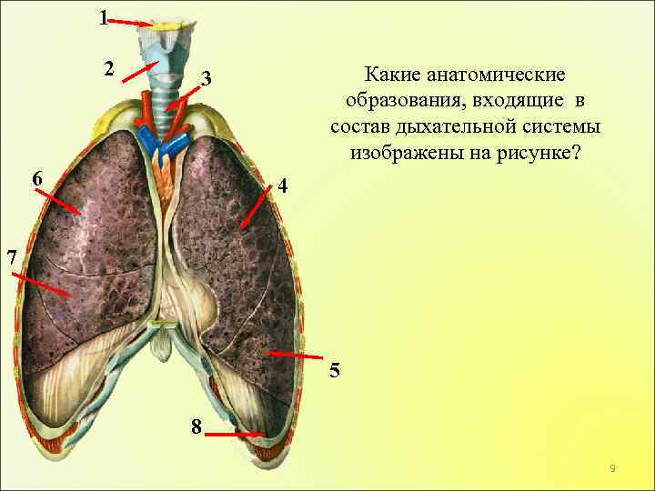 1 2 Какие анатомические образования, входящие в состав дыхательной системы изображены на рисунке? 3