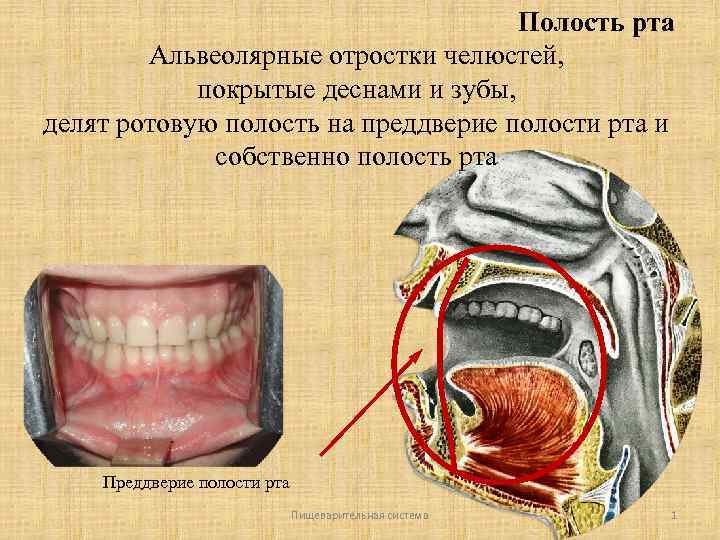 Полость рта фото здорового человека