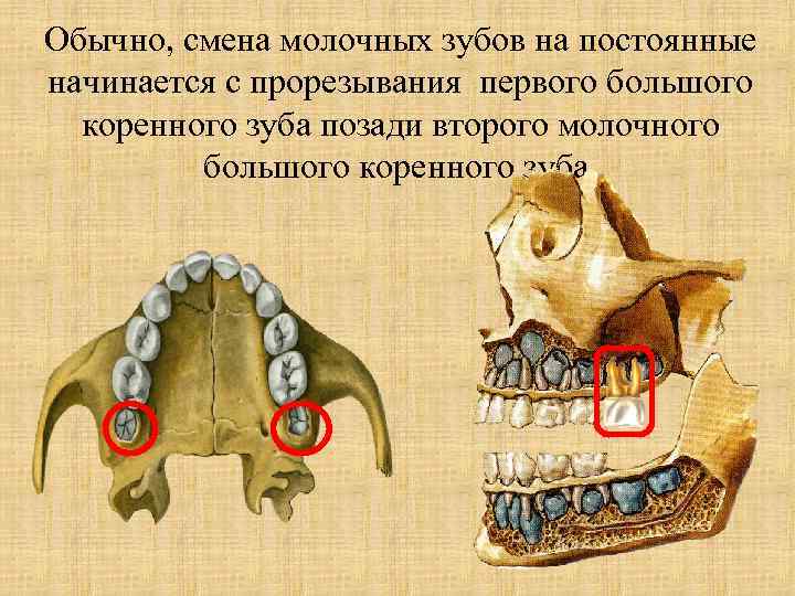 Тяжелая нижняя челюсть большой рот и короткий вздернутый нос фото