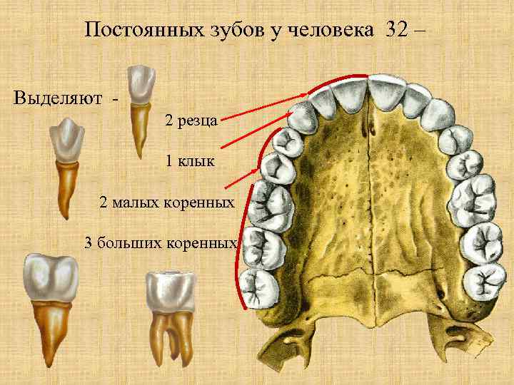 Постоянных зубов у человека 32 – Выделяют 2 резца 1 клык 2 малых коренных